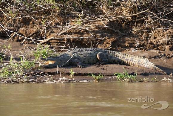 croc swallowing sunlight