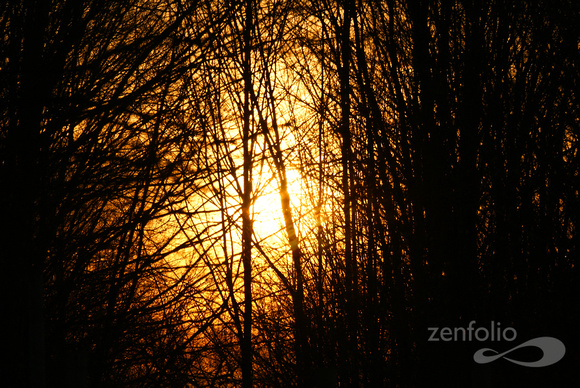 sunset through a thicket