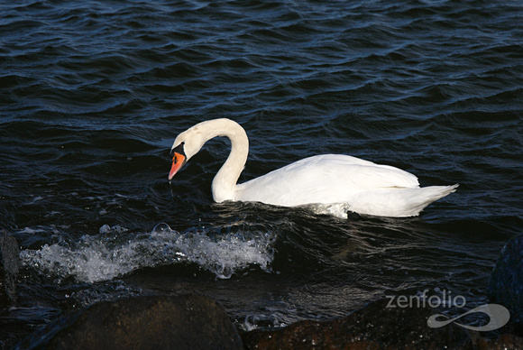 swan, Warnemunde
