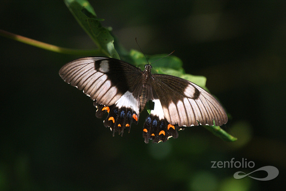 butterfly after mating