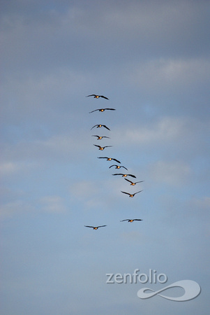 geese going