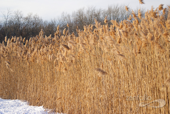 roadside reeds