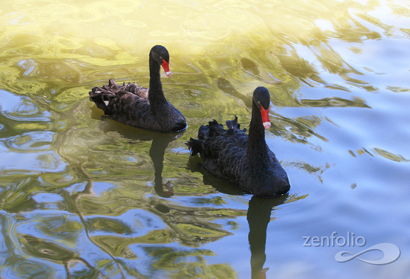 black swans 2