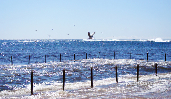 gulls on Newport Beach 2