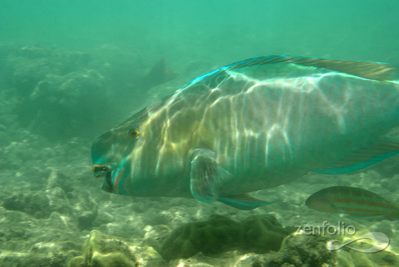 Parrotfish and Christmas wrasse 2, Hanauma Bay