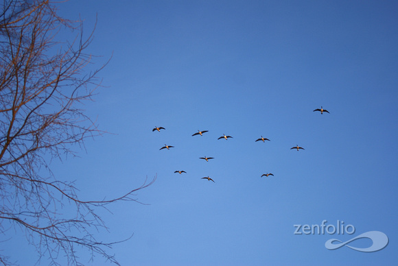 geese coming