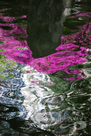 bougainvillea in pond, portrait