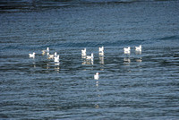gulls on Darling Harbor