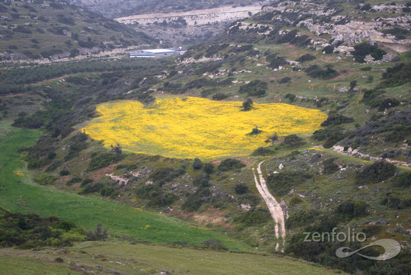 daisy field with context, Kourion