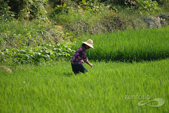 rice paddy 2, outskirts Guilin