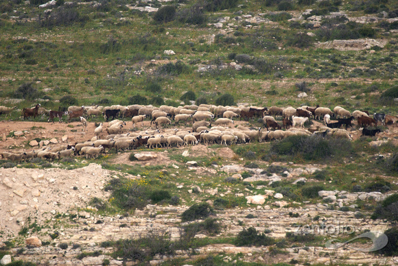 sheep and goats, Kourion