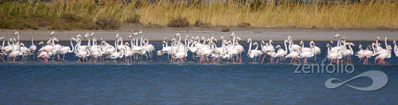 flamingo strip 1, Larnaca