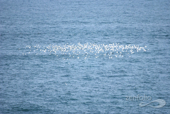 feeding frenzy of gulls