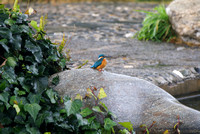 kingfisher