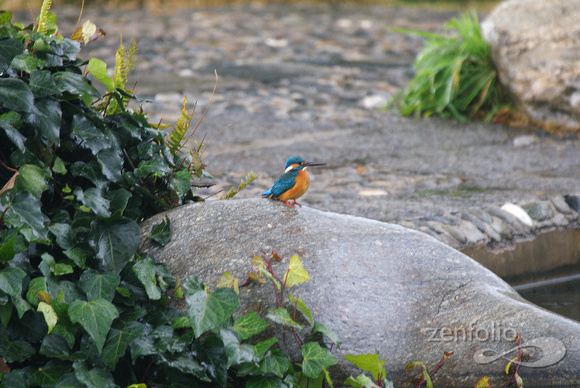kingfisher