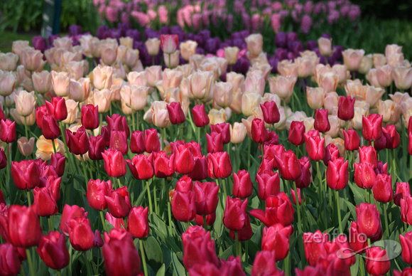 silk and satin tulips 1