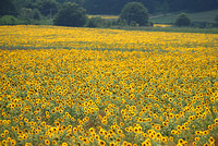 sunflowers from a train 2