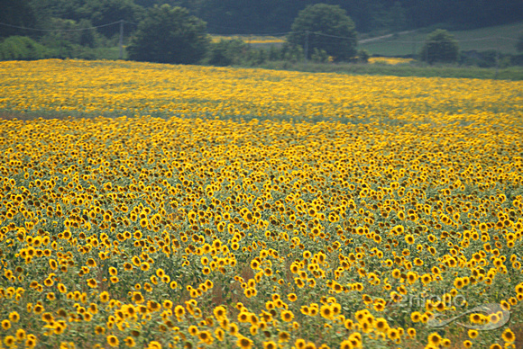 sunflowers from a train 2
