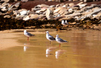 gulls on Newport Beach 4