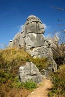 gorilla, Stone Forest