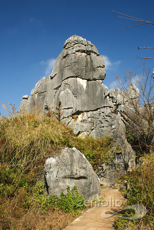 gorilla, Stone Forest