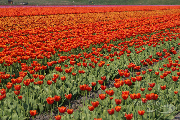 waves of tulips