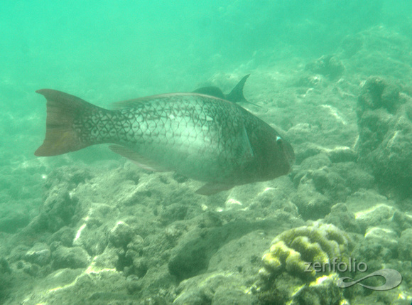 unidentified fish Hanauma Bay
