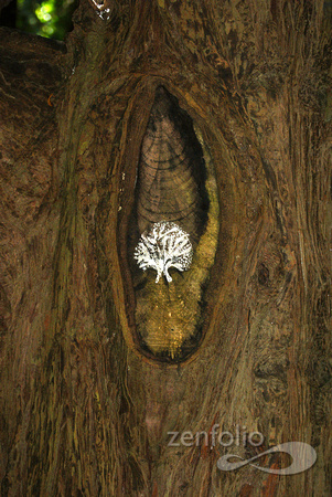 lichen on trunk, imprint