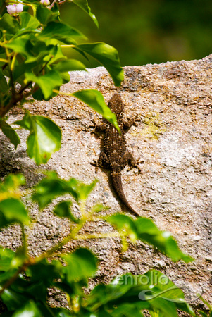 lizard on Druid rock