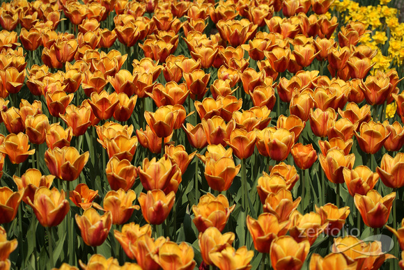 golden tulips!