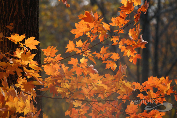 golden maple