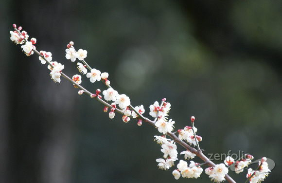 january blossoms