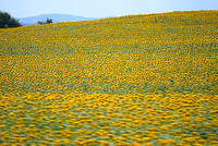 sunflowers from a train 4
