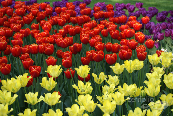 the essence of tulips