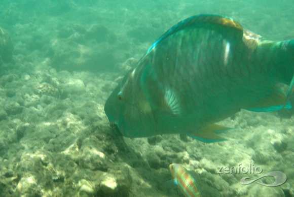 Parrotfish and Christmas wrasse 1, Hanauma Bay