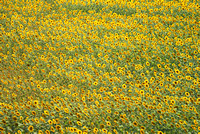 sunflowers from a train 5