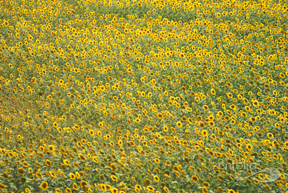 sunflowers from a train 5