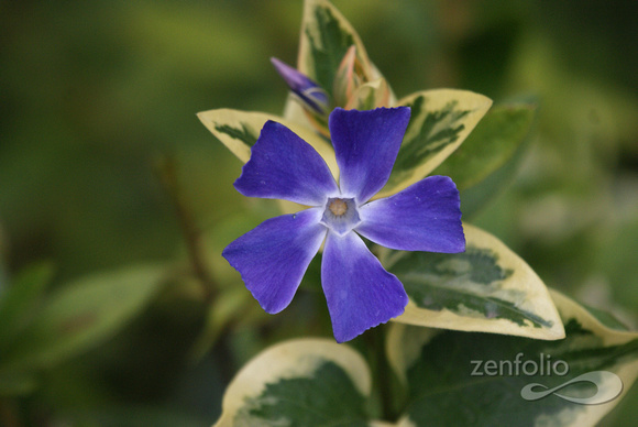 blue flower