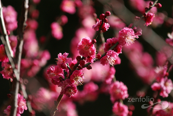 plum blossoms 2