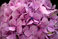 Manly flora 1