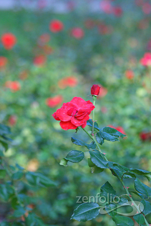 Parque del Retiro 1