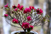 january blooms