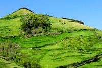 horse on a hill