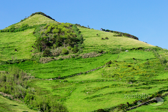 horse on a hill