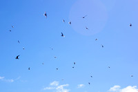 birds