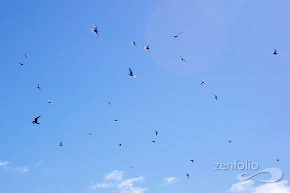 birds