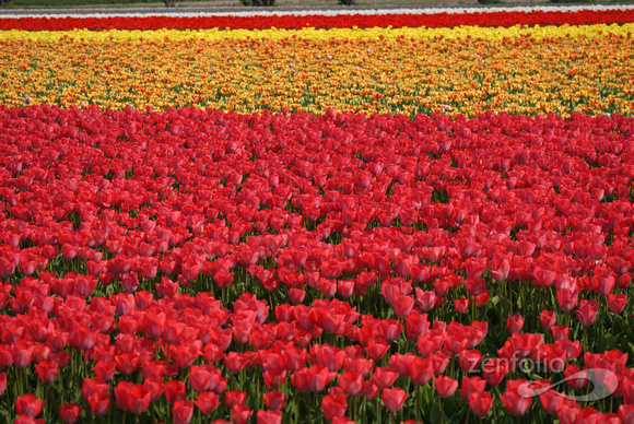 colorful array 2