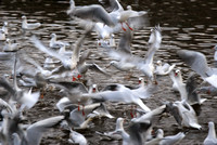 feeding frenzy 2