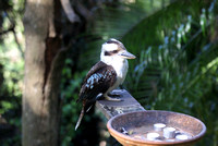 kookaburra