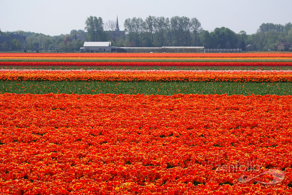 sea of orange tulips 2